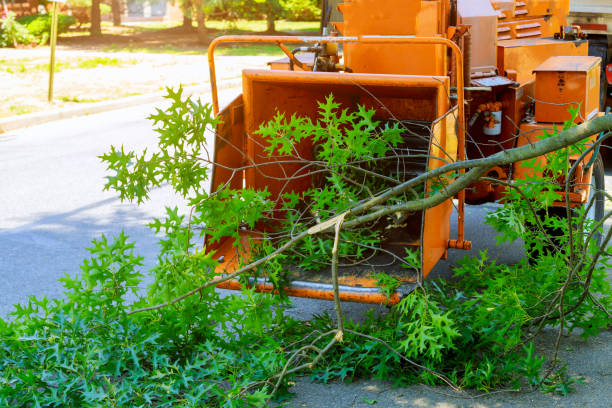 Best Palm Tree Trimming  in Farmersville, CA